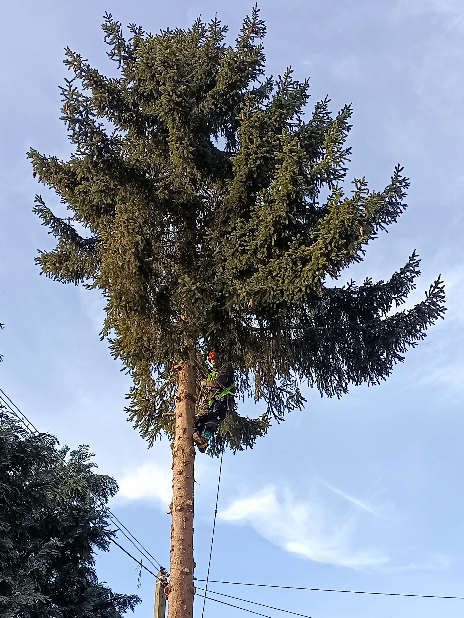 Arborysta w uprzęży, w trakcie wycinki wysokiej, rozłożystej choinki, z widocznym pniem po obciętych gałęziach, na tle błękitnego nieba z delikatnymi chmurami.