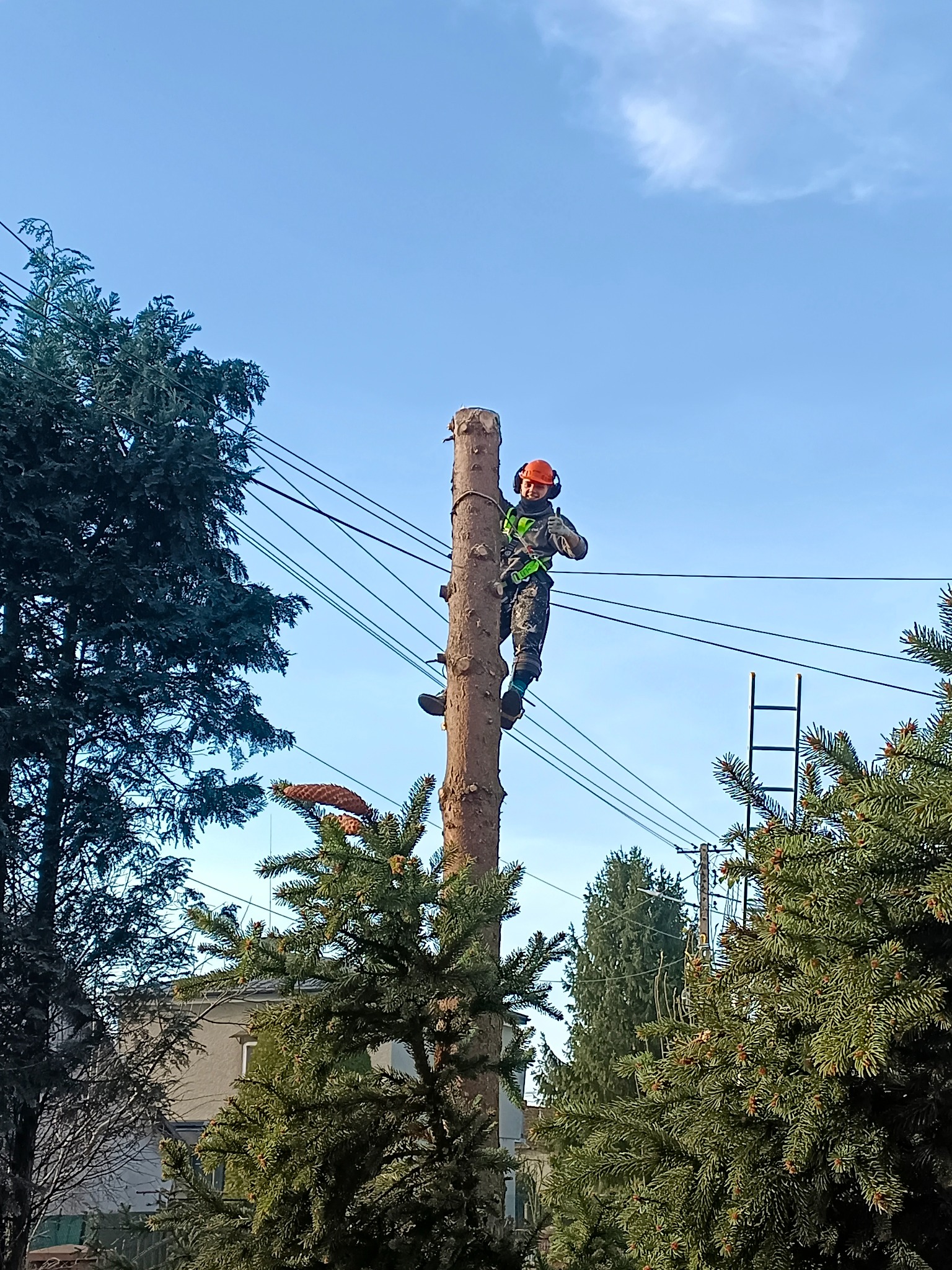 Arborysta w pomarańczowym kasku i uprzęży, stojący na ściętym pniu drzewa, daje kciuk w górę, z widocznymi przewodami elektrycznymi w tle.