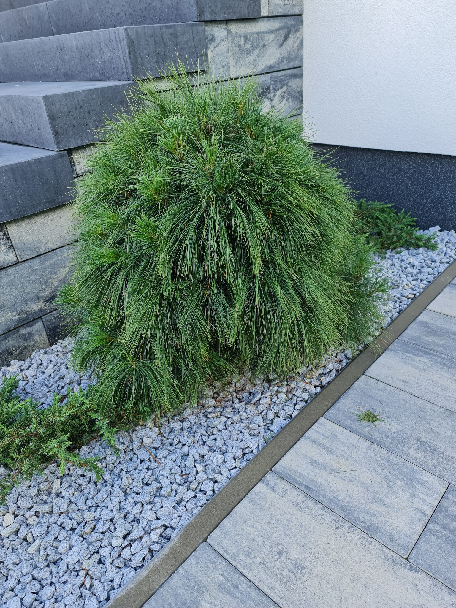 Krzew iglasty 'Nana' otoczony szarym żwirem, graniczący z betonową kostką brukową i schodami z płyt kamiennych.