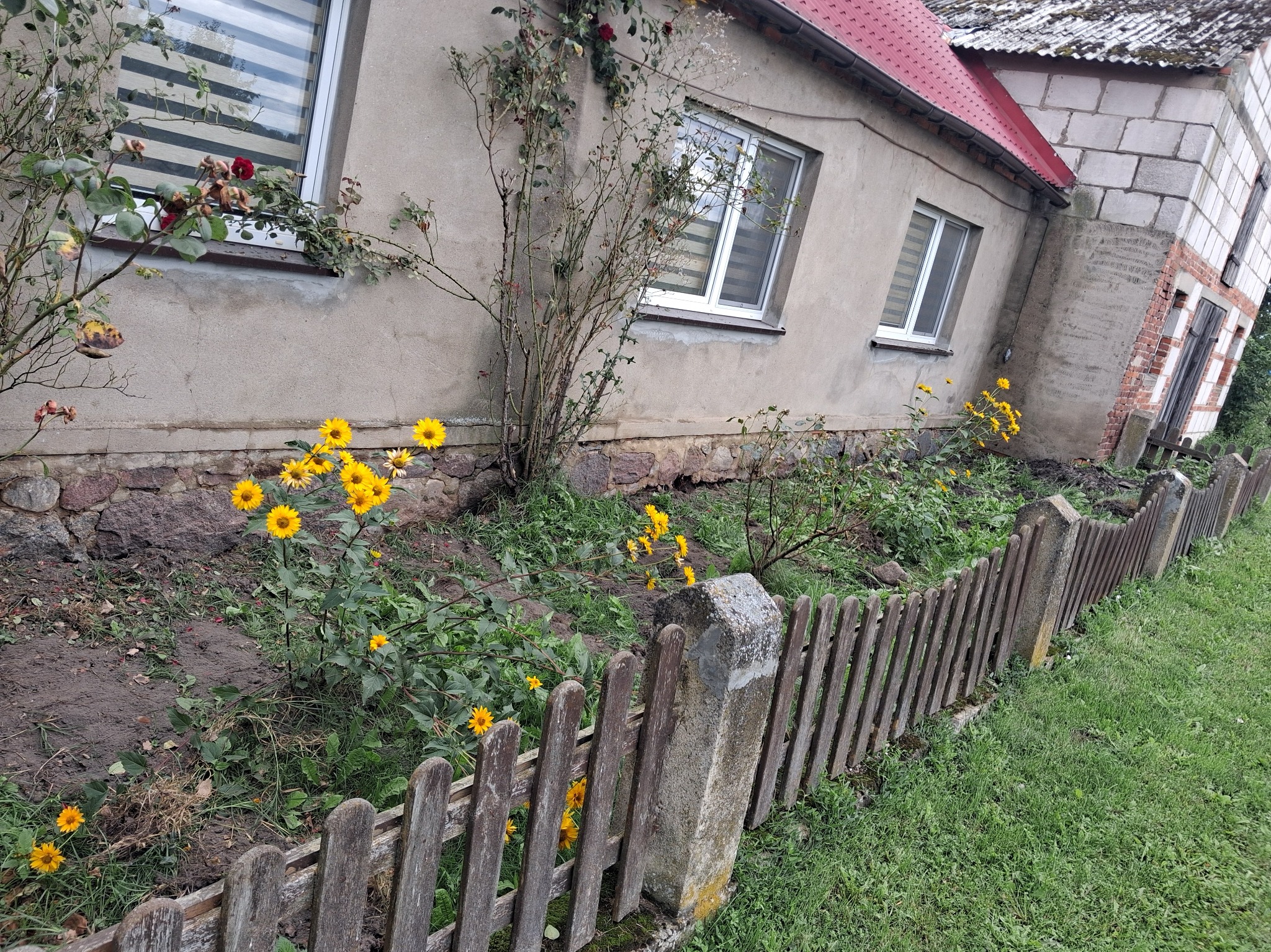 Dom z czerwonym dachem i nowymi oknami, widziany zza drewnianego płotu i kwitnących słoneczników. Część budynku z cegły. Ujęcie pod kątem.