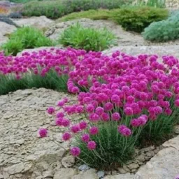 Kompozycja skalna z kwitnącymi na różowo smagliczkami górskimi i niskimi, zielonymi roślinami okrywowymi.