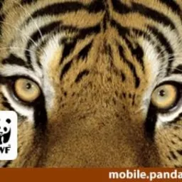 Zbliżenie na pysk tygrysa z widocznymi pręgami, żółtymi oczami i logo WWF w lewym dolnym rogu.