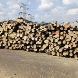 Stos pociętych kłód drewna ułożonych na asfalcie, z pomarańczowymi oznaczeniami na niektórych końcach, w tle słupy wysokiego napięcia i budynki.