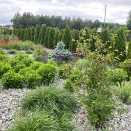NOWAKPARK Paweł Nowak - Urozmaicony ogród z krzewami, trawami ozdobnymi i rzędem strzyżonych tuj w tle, wysypany drobnymi kamieniami. Niebieski świerk karłowy w centralnej części.