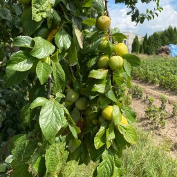 NOWAKPARK Paweł Nowak - Gałąź drzewa owocowego z zielonymi śliwkami na tle pola uprawnego i budynku. Liście z widocznymi uszkodzeniami. Naturalne światło, bliski plan.