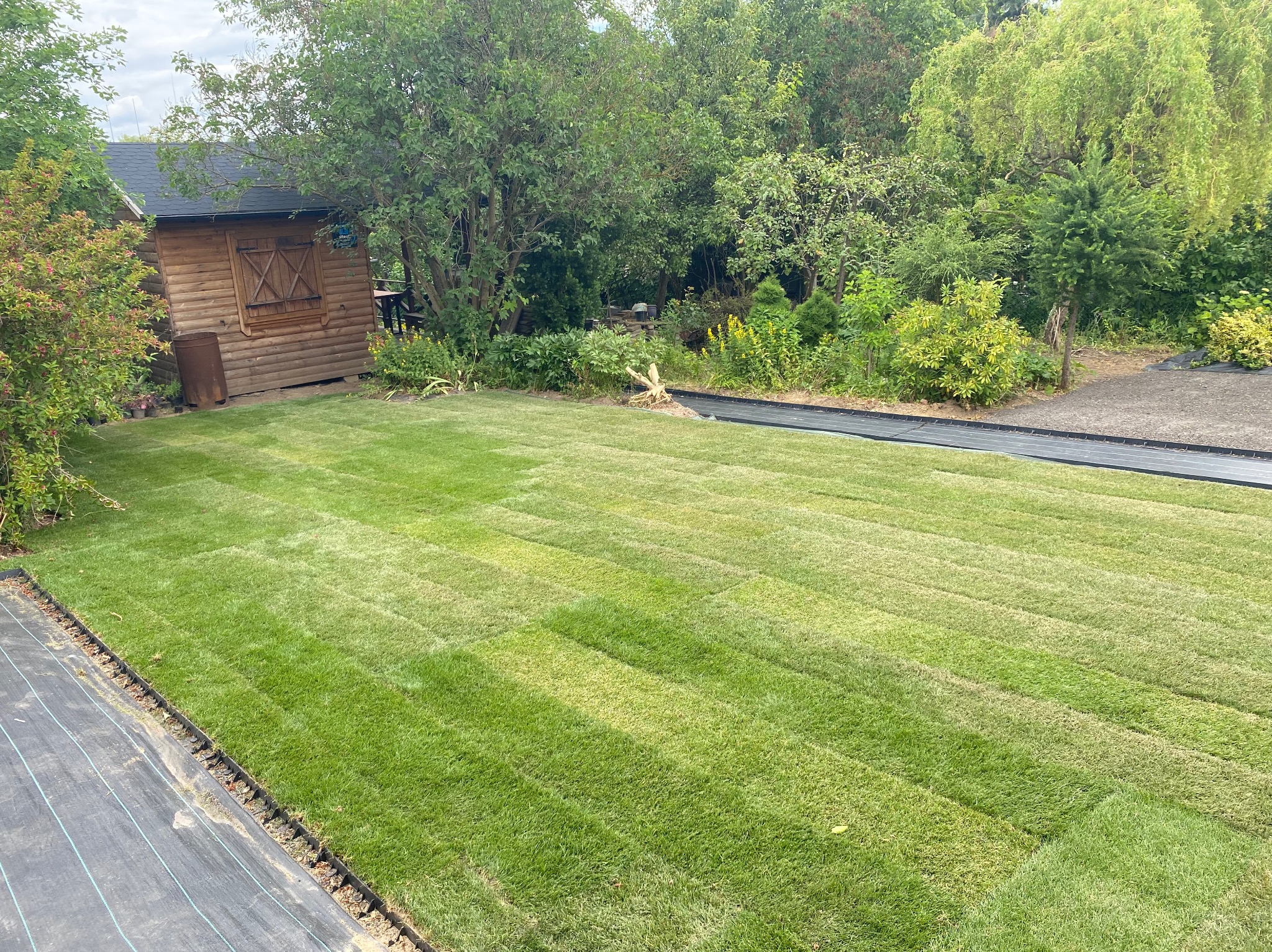Układanie trawy z rolki na przygotowanym podłożu w ogrodzie. Widoczna drewniana altana i zieleń drzew. Świeżo rozłożone pasy trawy.