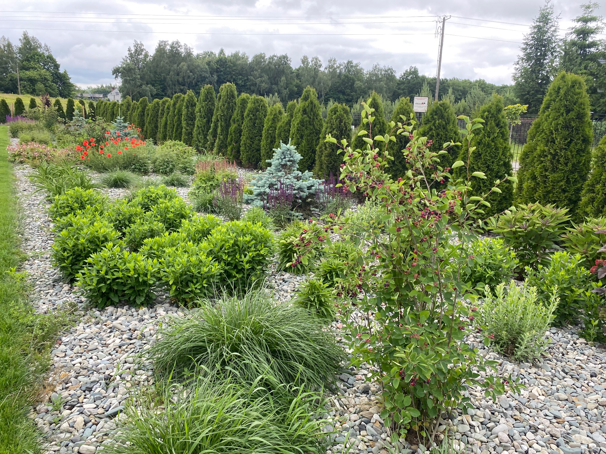 Urozmaicony ogród z krzewami, trawami ozdobnymi i rzędem strzyżonych tuj w tle, wysypany drobnymi kamieniami. Niebieski świerk karłowy w centralnej części.