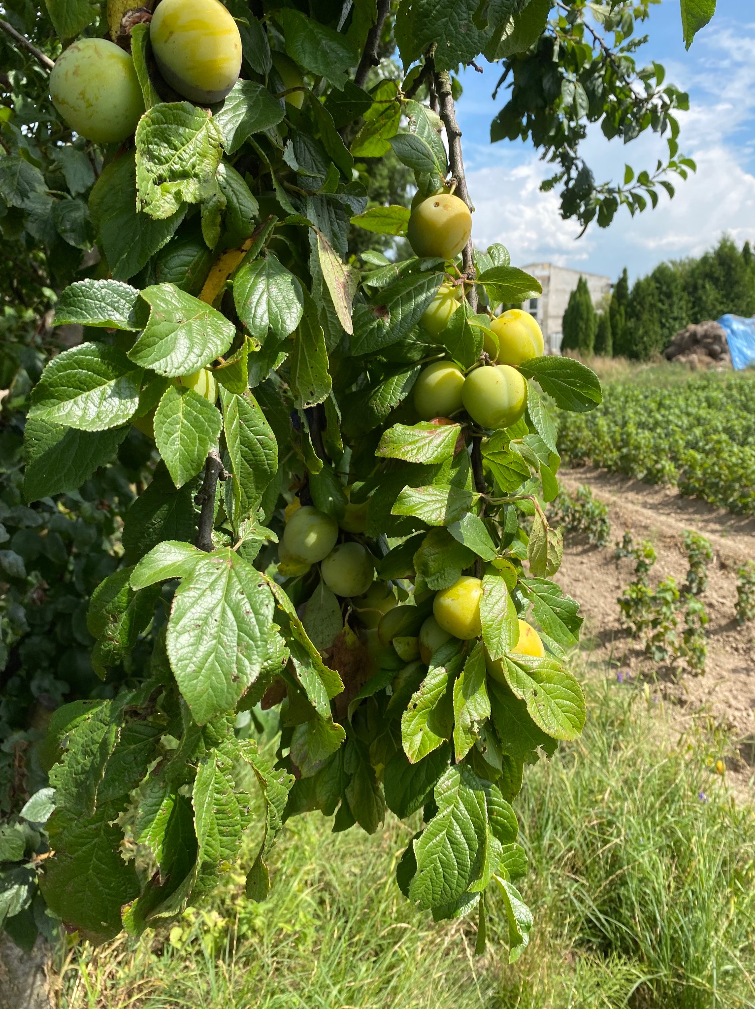 Gałąź drzewa owocowego z zielonymi śliwkami na tle pola uprawnego i budynku. Liście z widocznymi uszkodzeniami. Naturalne światło, bliski plan.