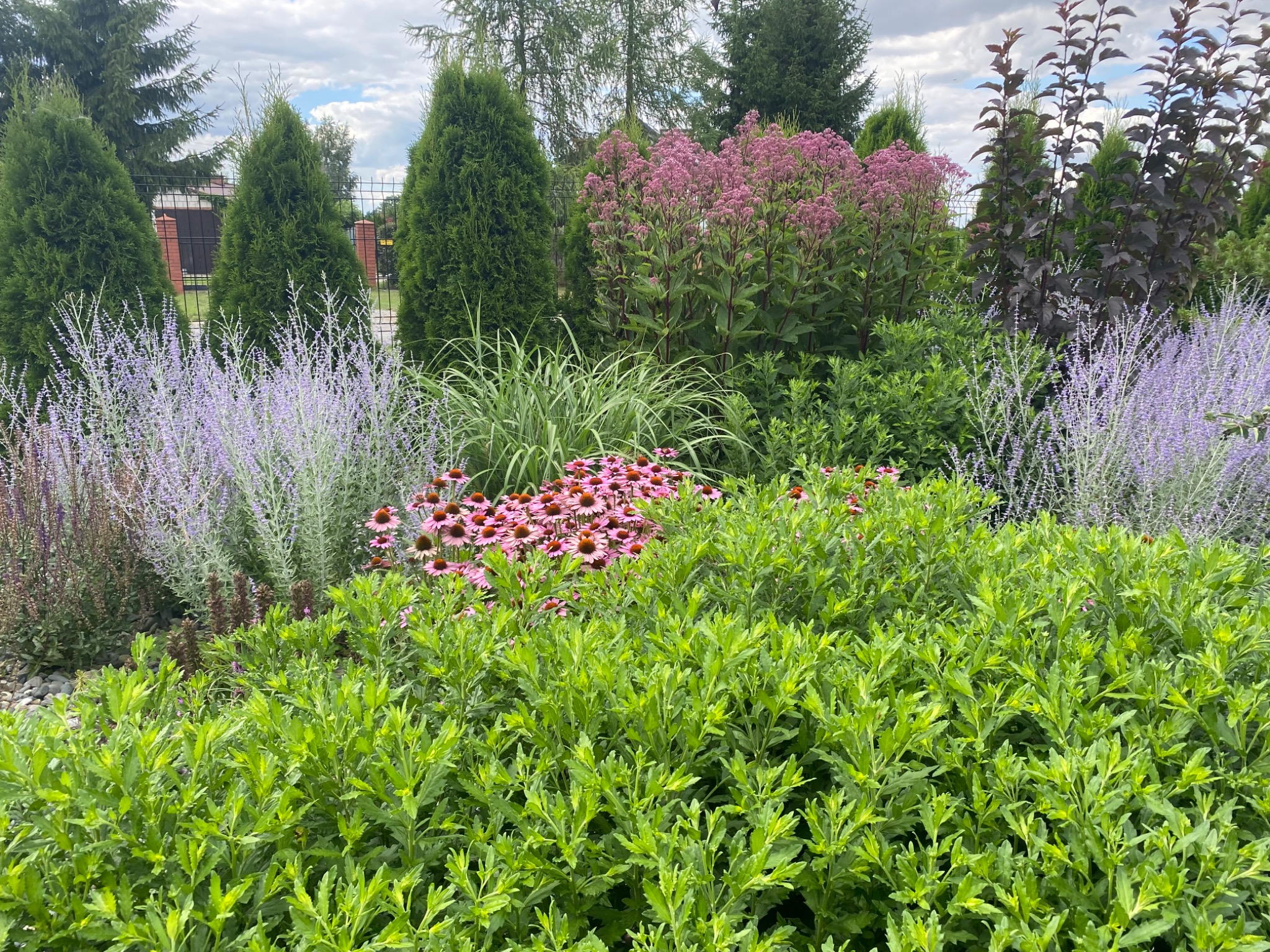 Kwitnący ogród z różnorodnymi roślinami: byliny w odcieniach fioletu i różu, zielone krzewy, wysokie tuje. Kompozycja roślin w naturalnym, nieformalnym stylu.