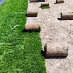 Rozkładanie trawy z rolki na przygotowanym podłożu, widoczny fragment ułożonej trawy, bryły darni w rolkach i pracownik z taczką w tle.