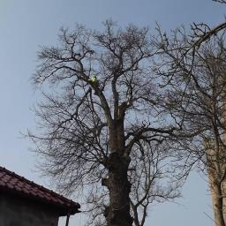 Wycinka drzew Szczecin 7