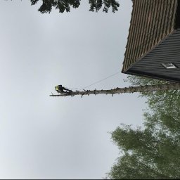 Arbor - Pracownik w uprzęży na wysokim, ogołoconym pniu drzewa, zabezpieczony liną, w pobliżu dachu budynku, pod pochmurnym niebem.