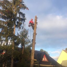 Arbor - Arborysta w czerwonym kombinezonie i kasku, zabezpieczony liną, operuje piłą łańcuchową na szczycie częściowo okorowanego pnia wysokiego drzewa iglastego, z domem w tle.