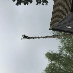 Pracownik w uprzęży, zabezpieczony liną, siedzi na odgałęzionej gałęzi drzewa obok budynku z ciemnym dachem, wykonując prace na wysokości.