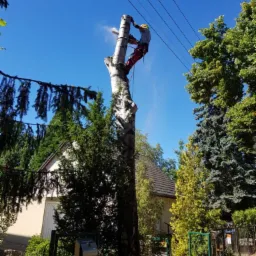 Arborysta w kasku i uprzęży, przycina gruby pień drzewa piłą spalinową na wysokości, w tle dom jednorodzinny i błękitne niebo.
