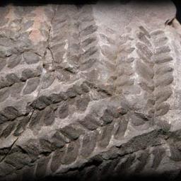 ekogroszek miały kostka orzech opał węgiel