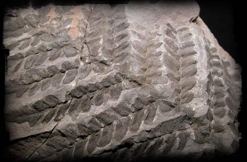 Odcisk paproci w skale, widoczne wyraźne detale liści