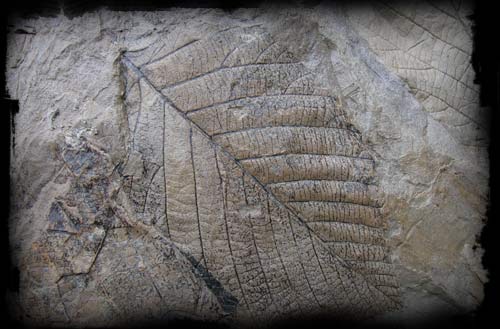 Skamieniałość liścia odciśnięta w skale o szarej barwie, z wyraźnie widocznymi nerwami i strukturą blaszki liściowej.