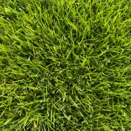 Gęsta, soczysta, zielona trawa z bliska, równomiernie oświetlona, z delikatnymi refleksami światła na źdźbłach.