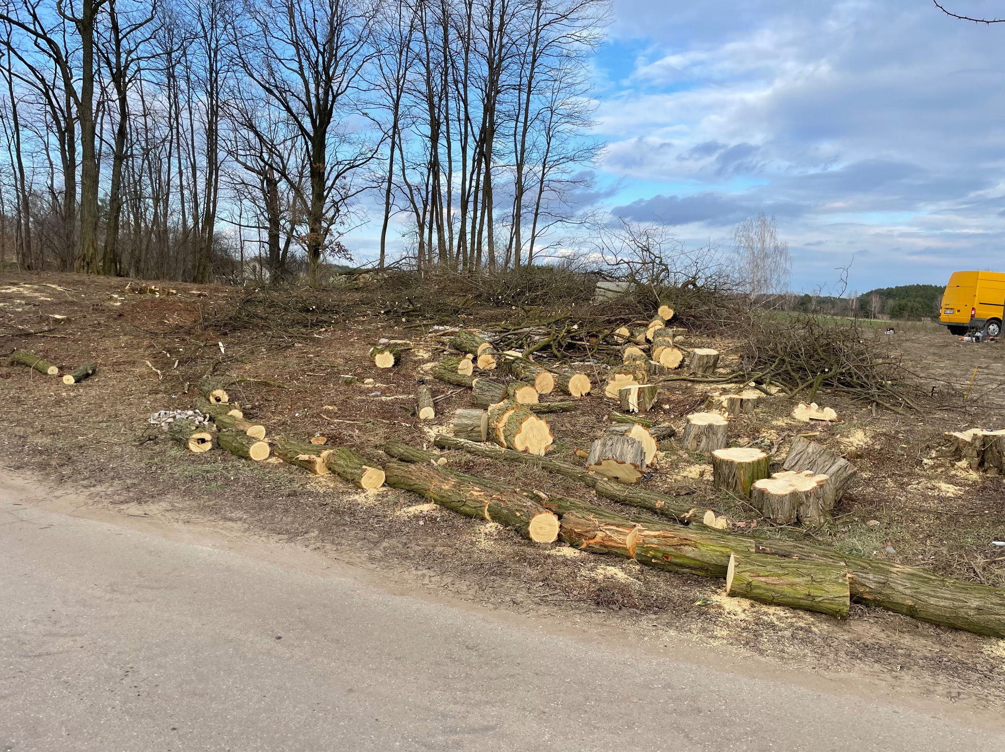 Wycinka drzew porządkowanie terenów leśnych