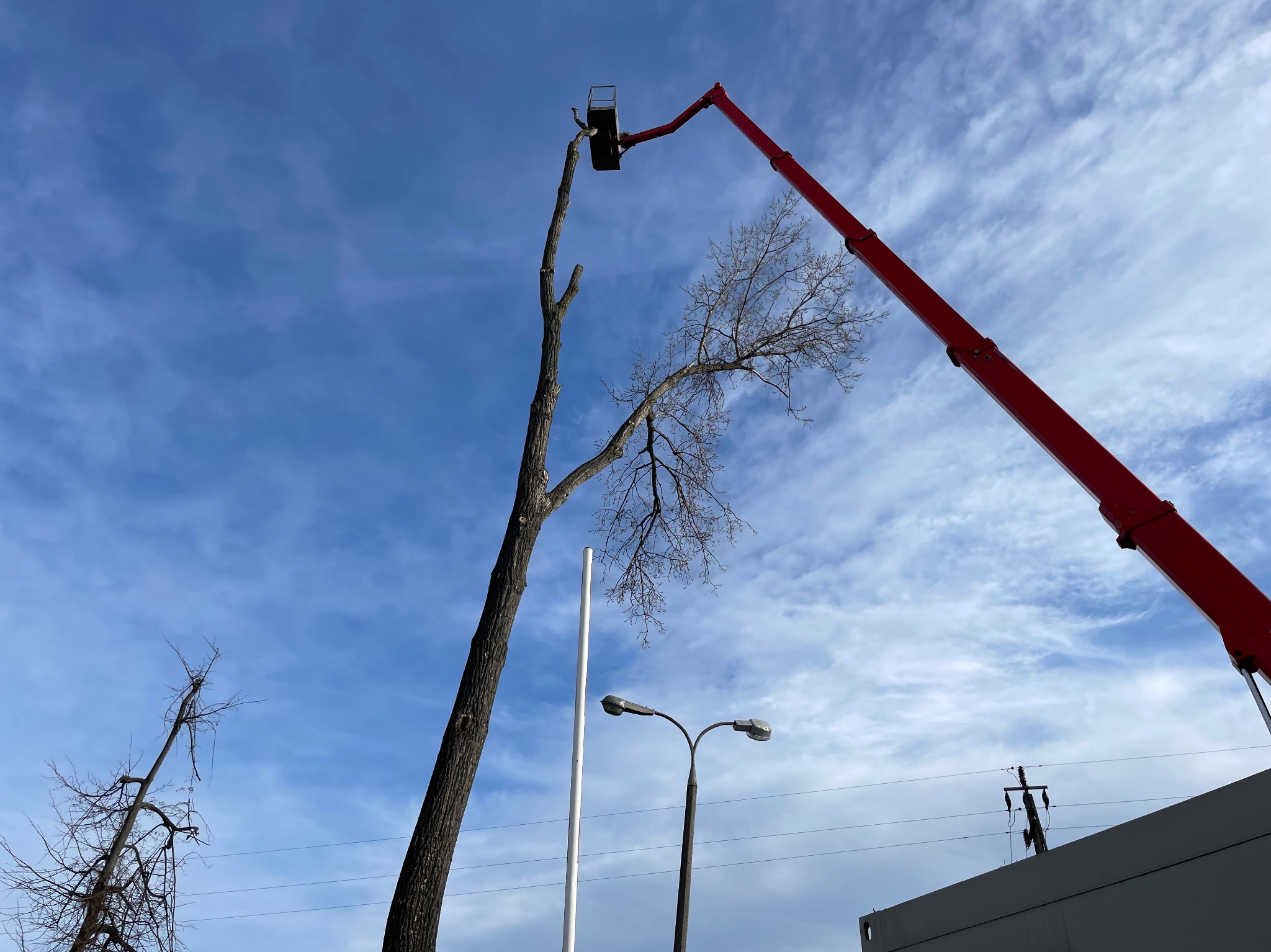 Czerwony podnośnik koszowy przy ogołoconym z gałęzi drzewie, widok z dołu na błękitne, pochmurne niebo, słupy oświetleniowe w tle.
