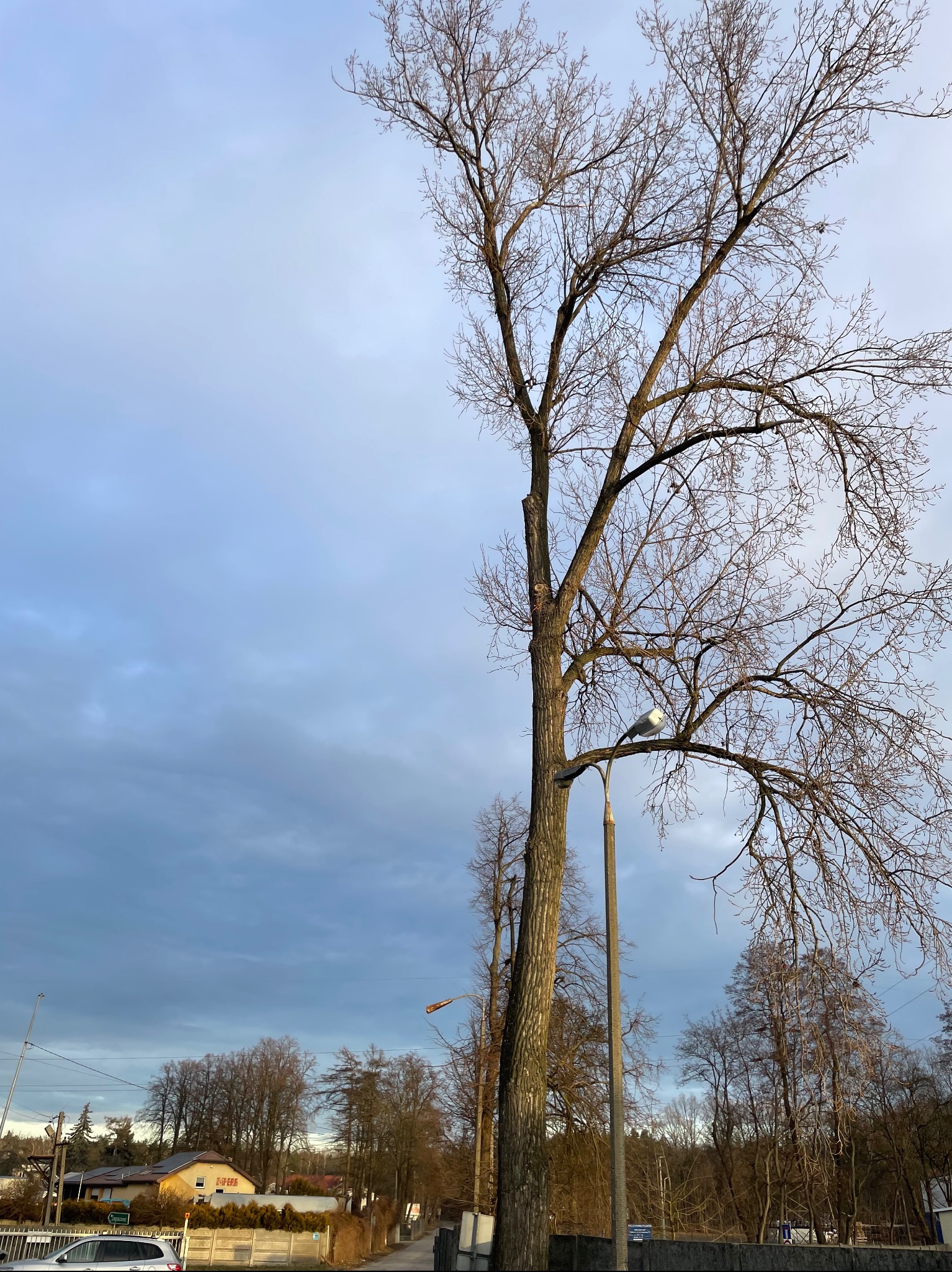 Drzewo bez liści z widocznymi śladami po przycinaniu gałęzi, oświetlone uliczną lampą, na tle pochmurnego nieba i zabudowań w oddali.