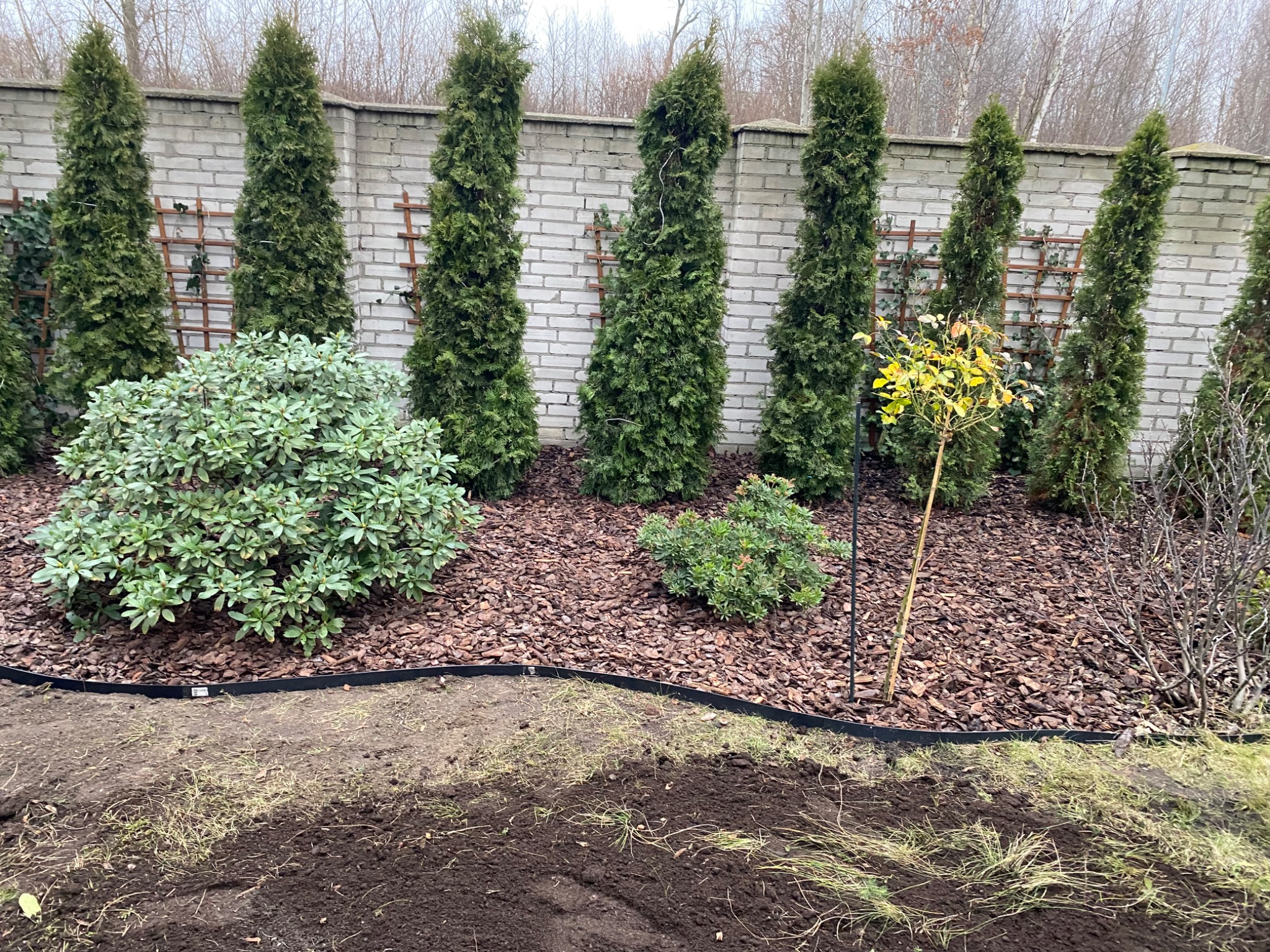 Ogród po nasadzeniach: tuje szmaragdowe wzdłuż muru z kratkami, krzewy i kora. Brzeg rabaty wykończony czarnym obrzeżem. Przygotowana ziemia pod kolejne nasadzenia.