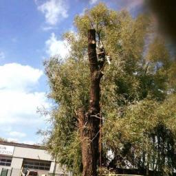 Jurajskie drzewa - Prace Na Wysokościach Ogrodzieniec