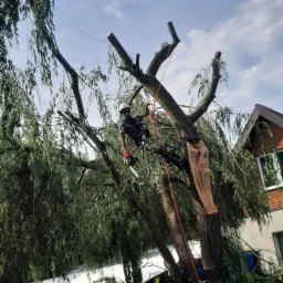 Arborysta w uprzęży, z piłą łańcuchową, przywiązany do częściowo ogołoconej z gałęzi, dużej, płaczącej wierzby, na tle błękitnego nieba i zabudowań mieszkalnych.