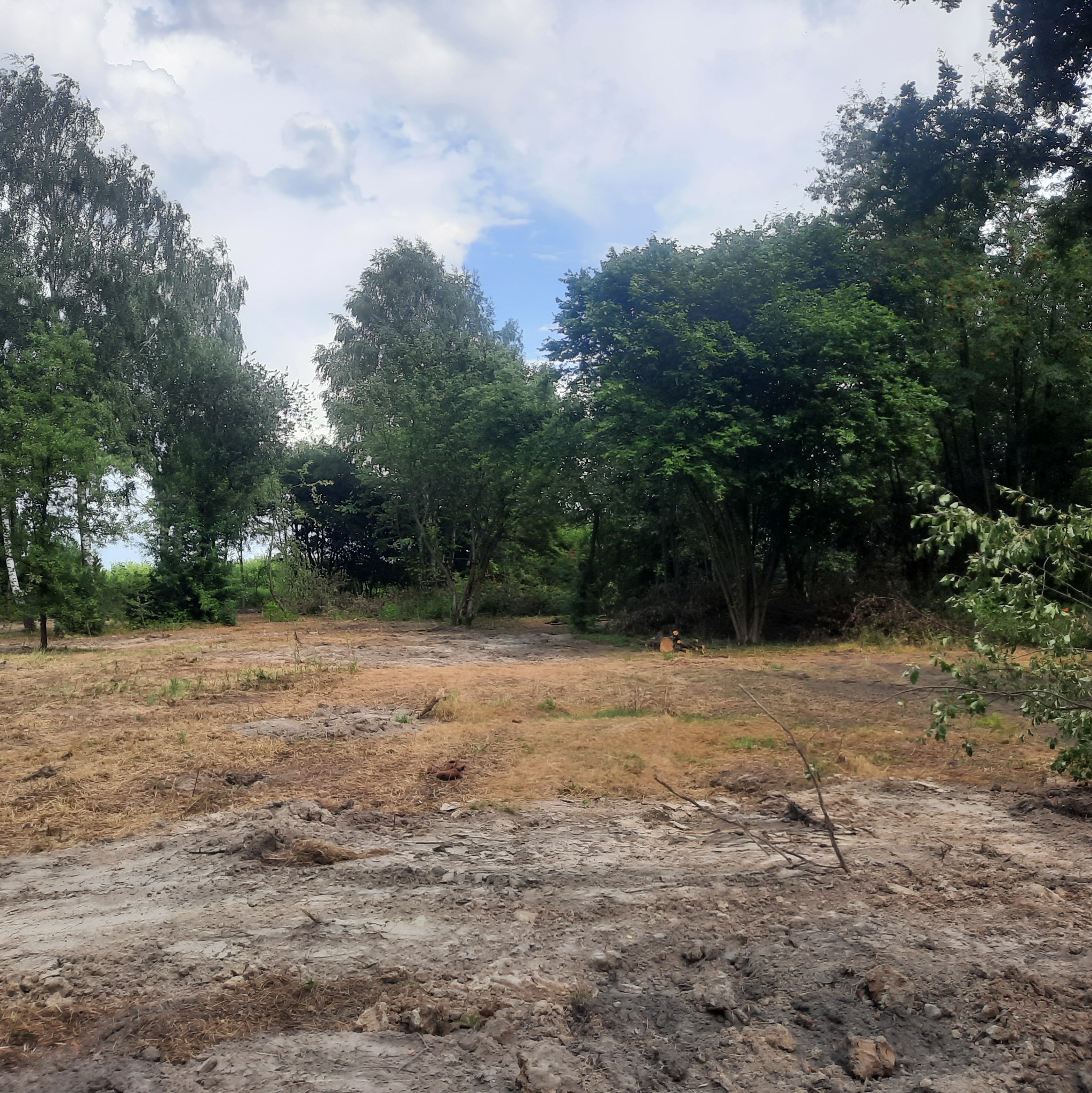 Teren po wycince drzew z widocznymi pniami i zrębkami, otoczony zielenią drzew, na pierwszym planie świeża ziemia.