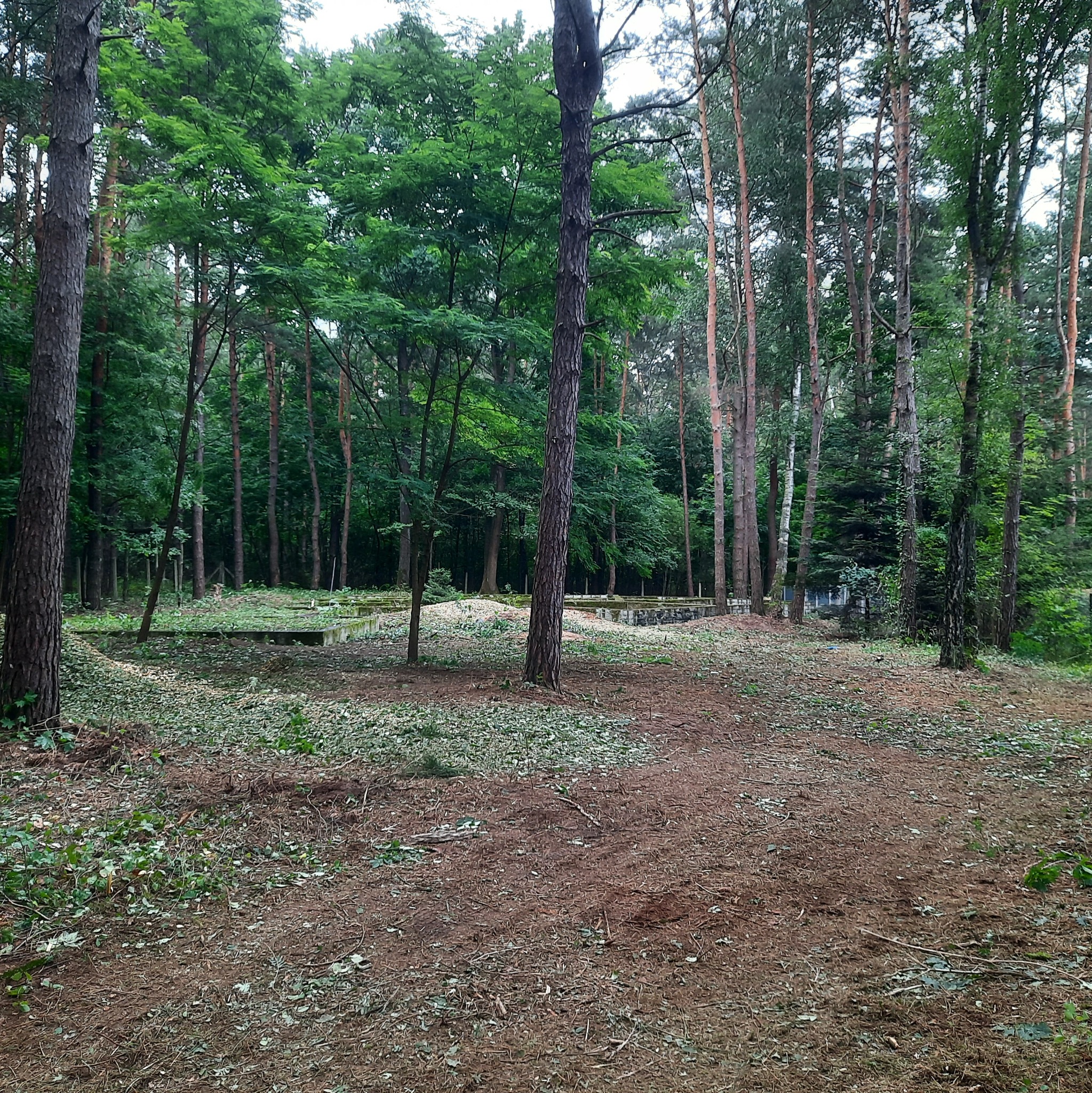 Teren leśny po wycince drzew, z widocznymi pozostałościami pni i gałęzi na ziemi.