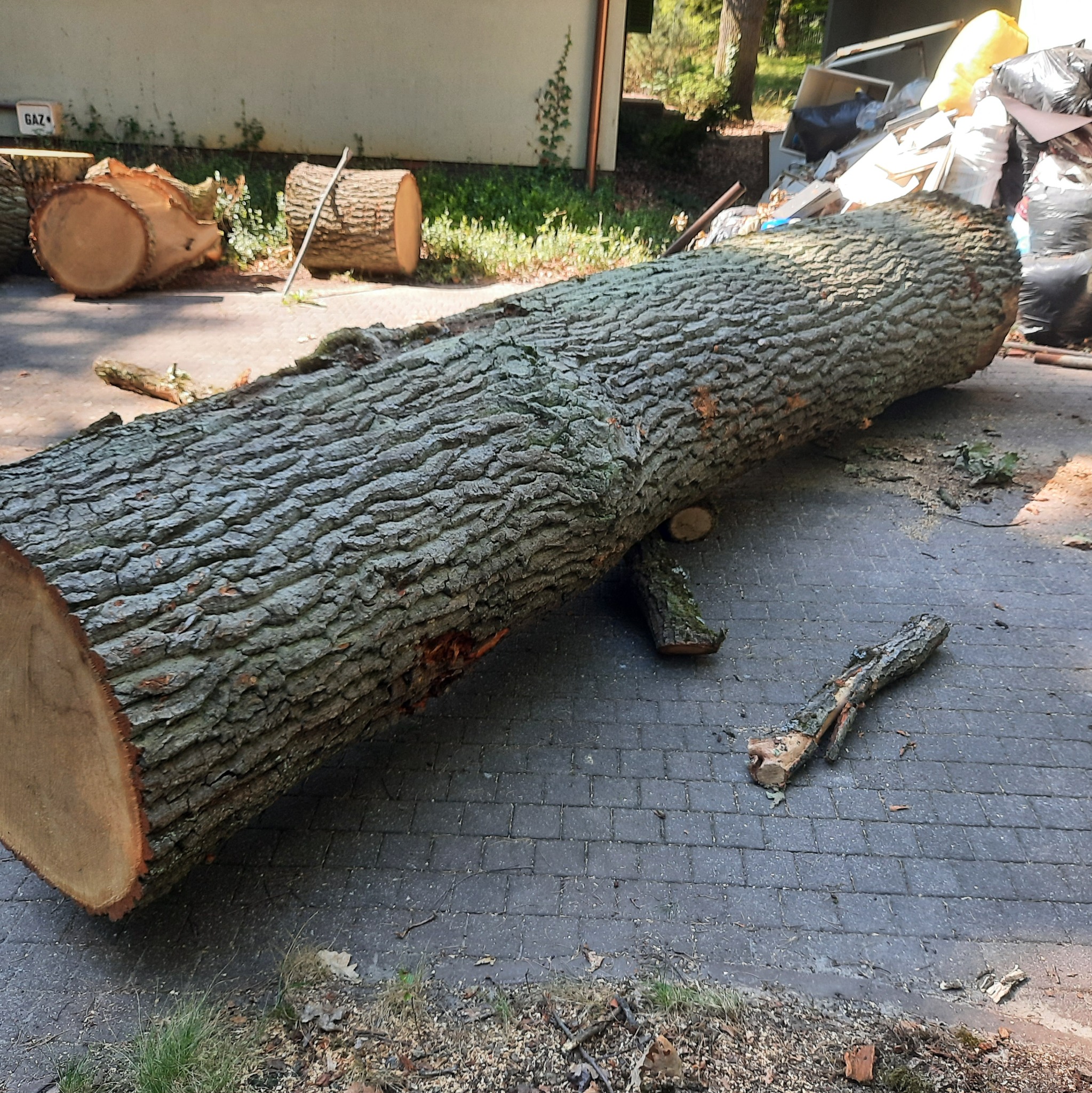 Świeżo ścięty pień drzewa leżący na brukowanej powierzchni, obok leżą mniejsze fragmenty gałęzi, w tle widoczne inne pnie i budynek.