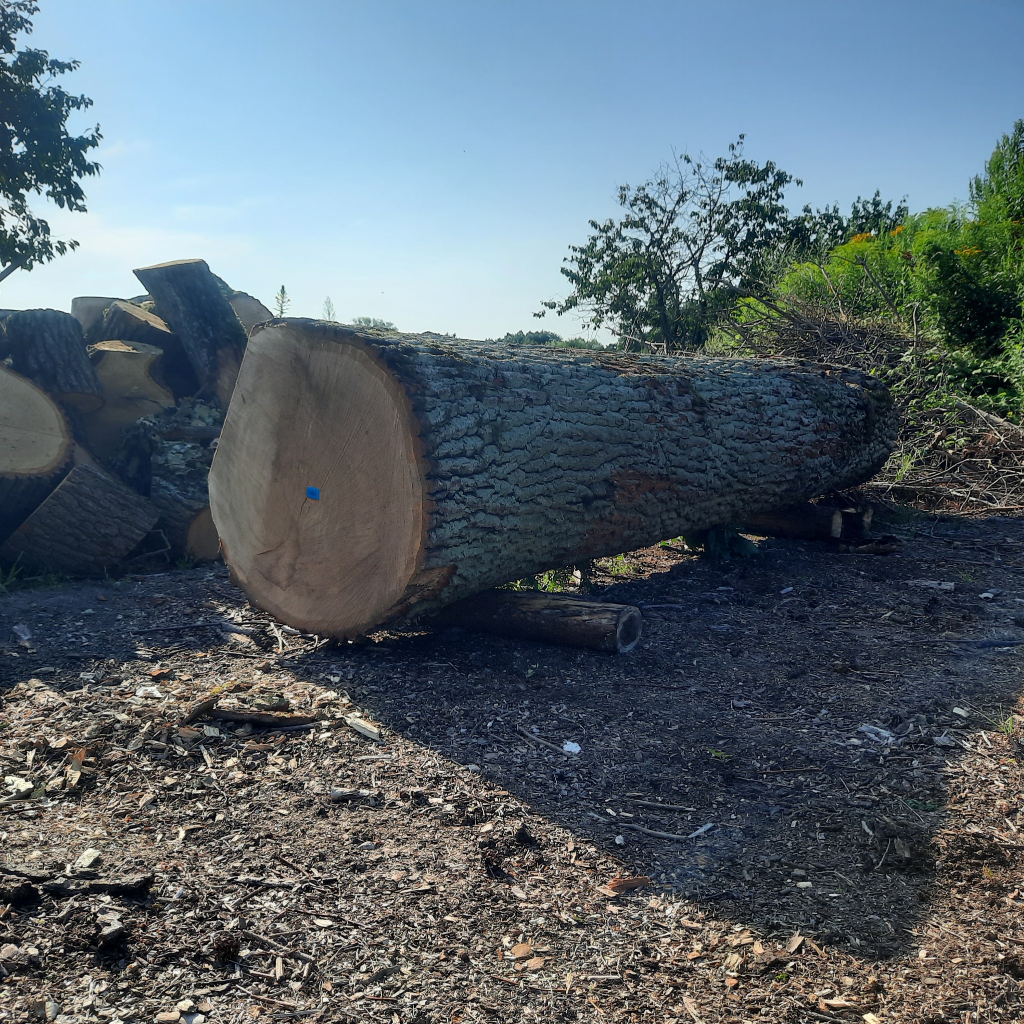 Świeżo ścięta kłoda drzewa leżąca na ziemi z niebieskim oznaczeniem, w tle stos pociętych pni i zieleń
