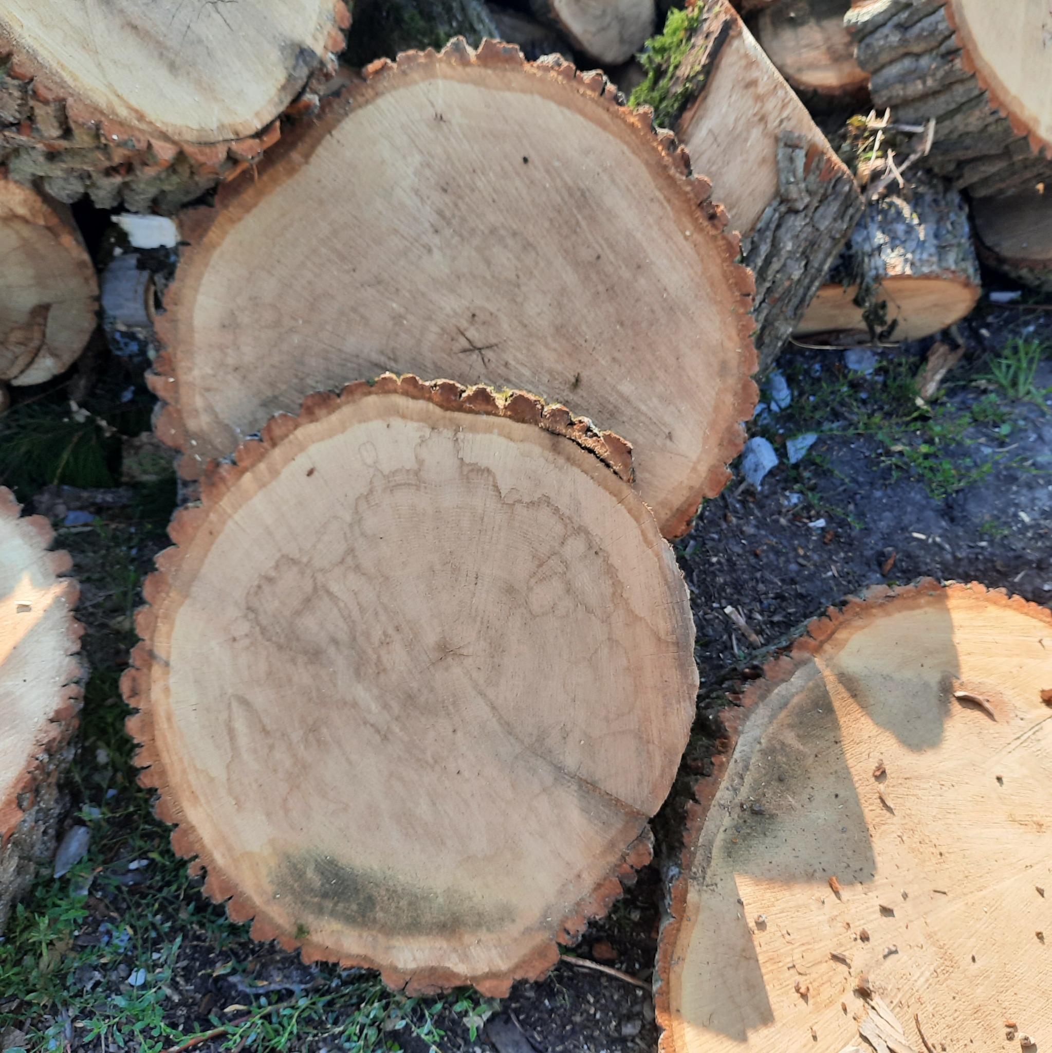 Świeżo ścięte, okrągłe plastry drewna ułożone na ziemi z widocznymi słojami i korą, otoczone zieloną trawą.