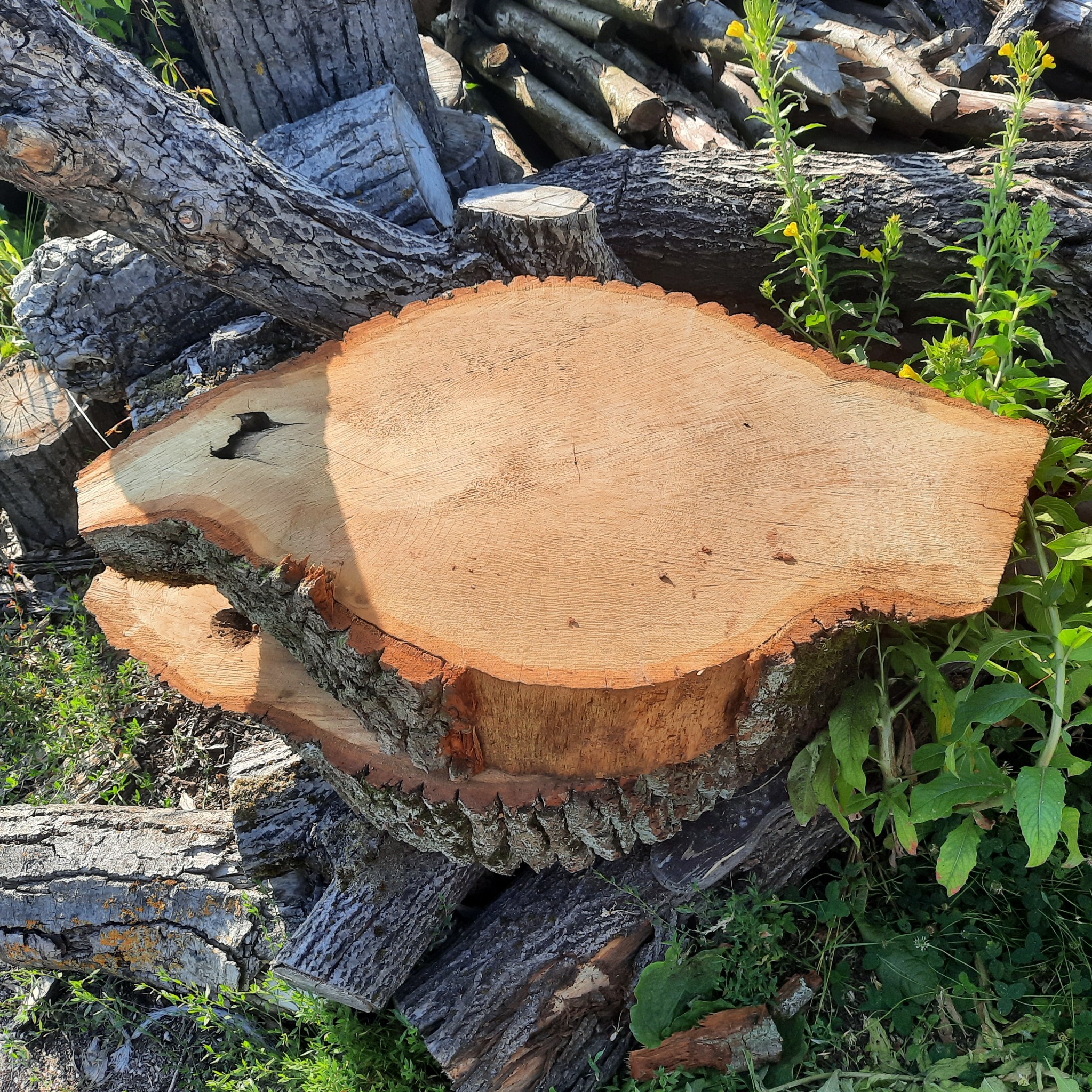 Stos pociętych pni drzew z widocznymi słojami, ułożonych na trawie z dzikimi kwiatami.