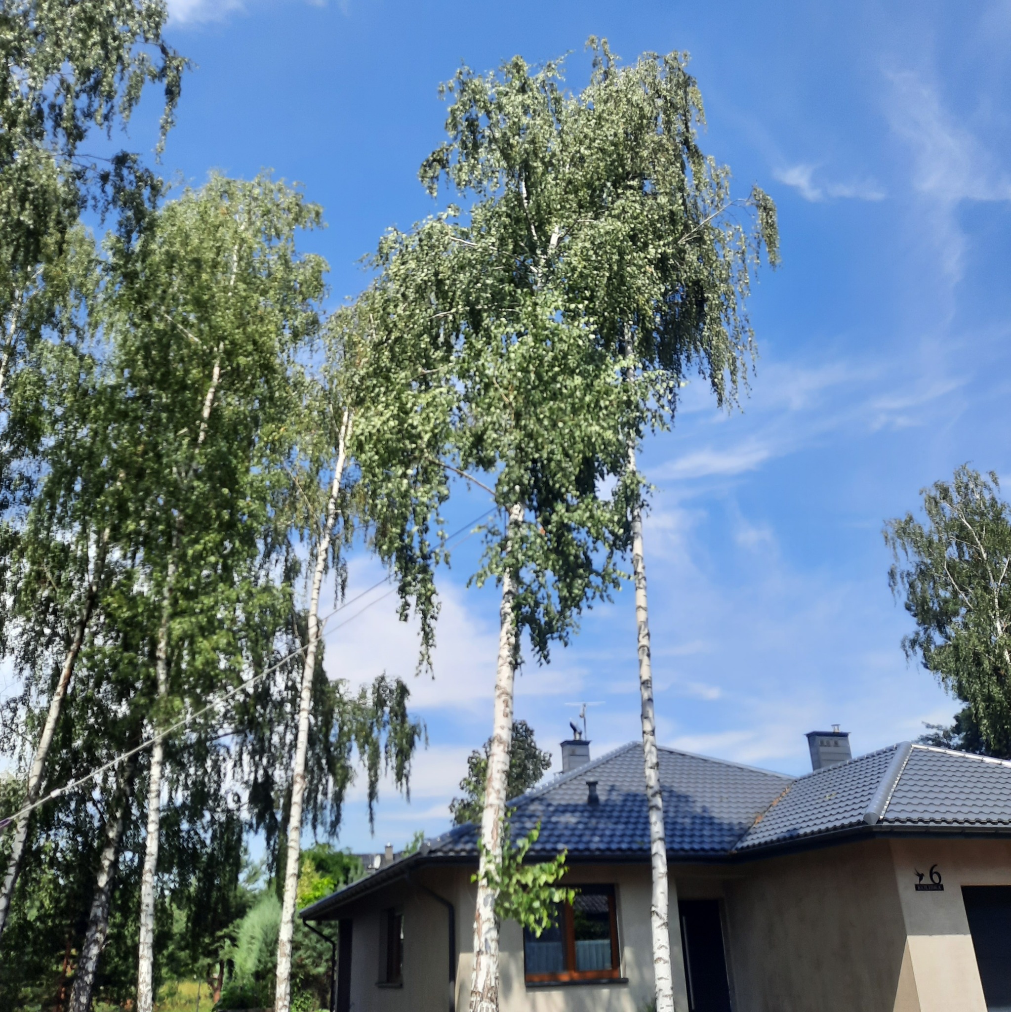 Grupa wysokich brzóz z zielonymi liśćmi na tle błękitnego nieba, częściowo zasłaniających jasny dom z ciemnoszarą dachówką.