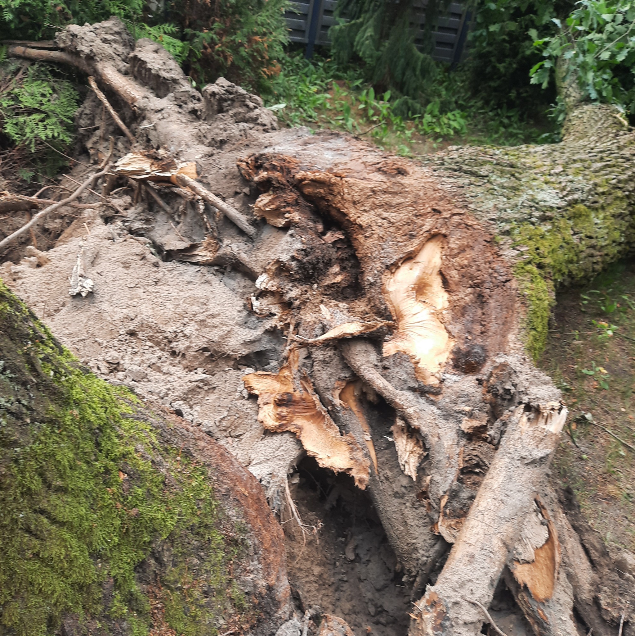 Powalone drzewo z odsłoniętymi korzeniami i ziemią, fragment pnia pokryty mchem.
