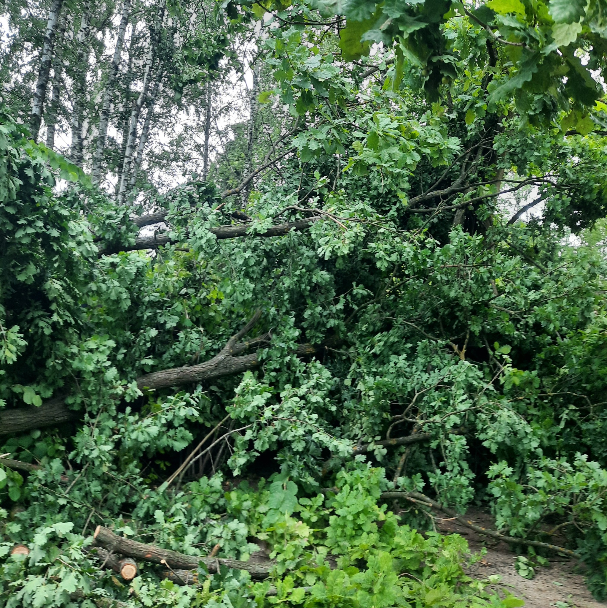 Połamane gałęzie drzew liściastych i pnie leżące na ziemi po silnej wichurze, widoczne świeże cięcia.