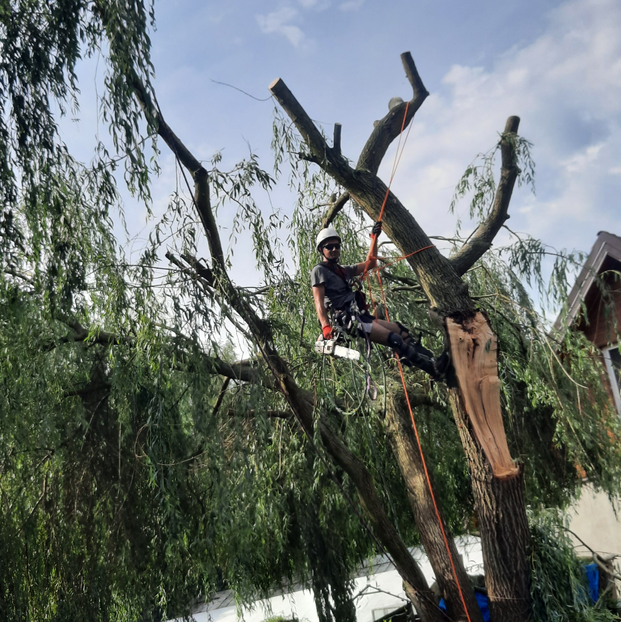 Arborysta w kasku i okularach ochronnych, zabezpieczony linami, w trakcie cięcia konarów drzewa piłą spalinową na wysokości, w tle budynek mieszkalny.