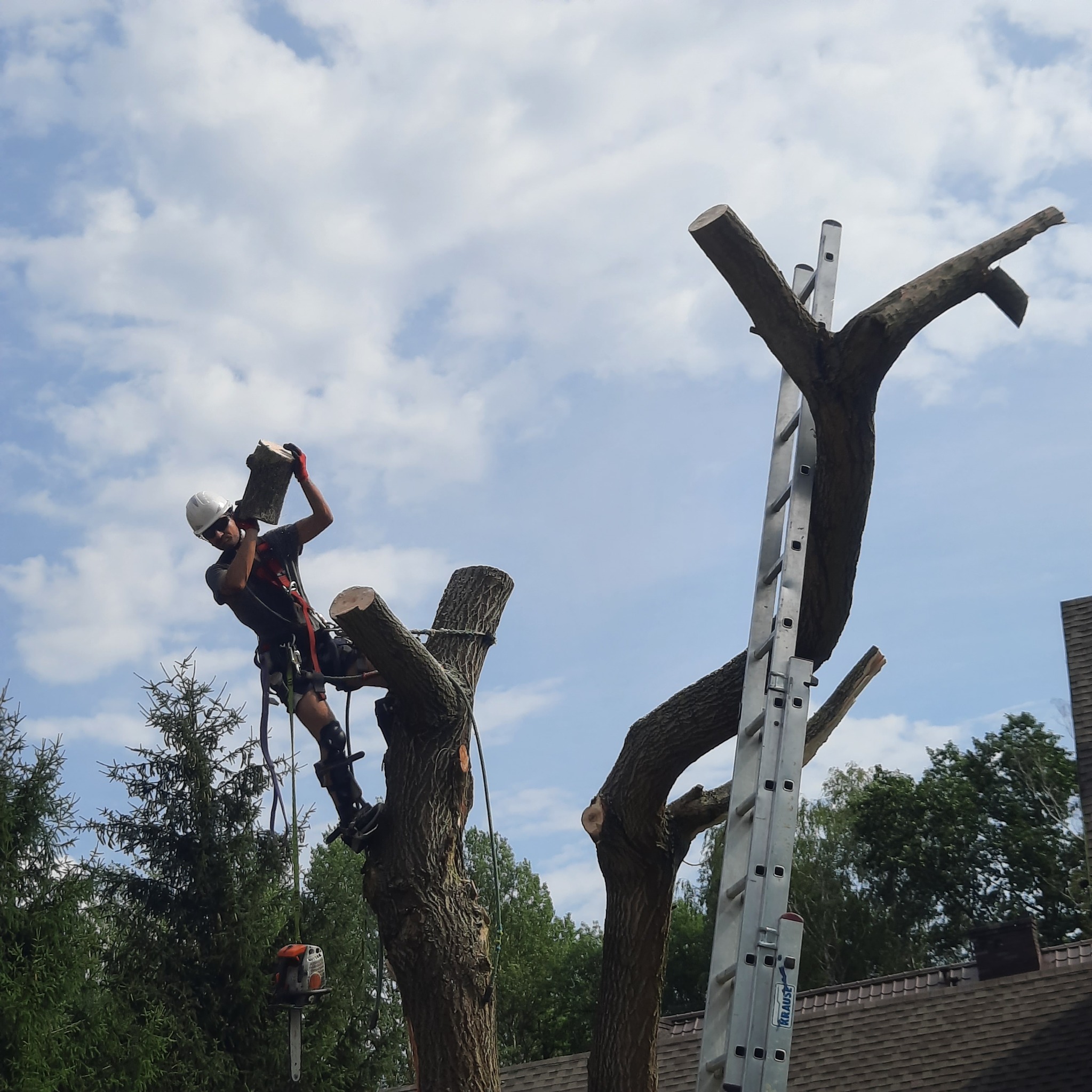 Arborysta w kasku i uprzęży, podczas pracy na wysokościach, trzyma w rękach odcięty kawałek pnia drzewa, w tle błękitne niebo z chmurami oraz drabina oparta o pień.