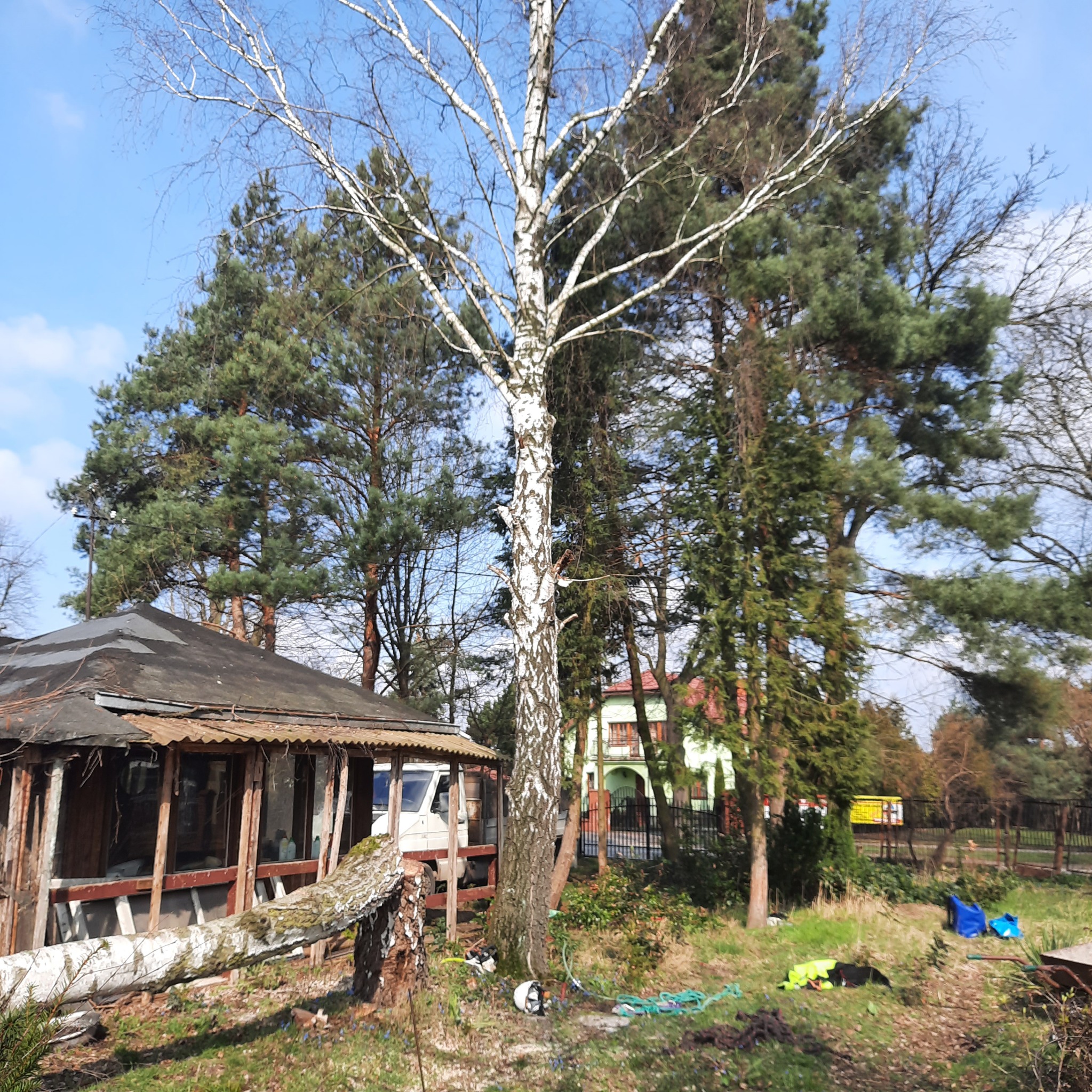Ścięta brzoza leżąca obok starej altany, w tle inne drzewa i dom. Widoczny sprzęt do cięcia drzew.