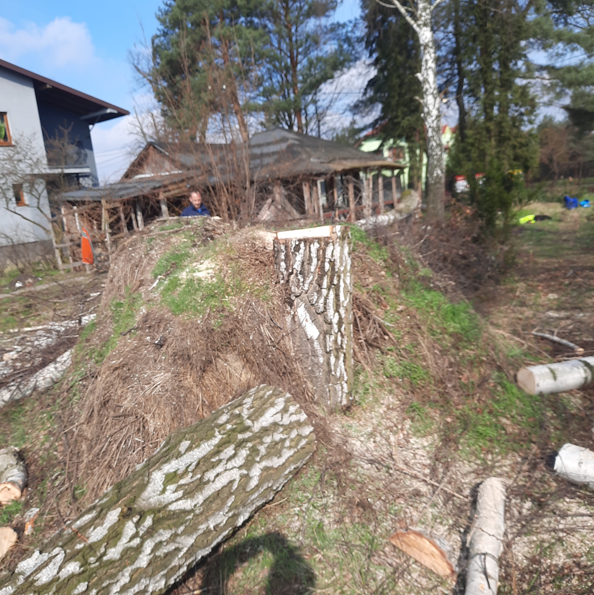 Świeżo ścięty pień brzozy w Głoskowie, z widocznymi fragmentami pociętego drewna i osobą nadzorującą prace w tle.