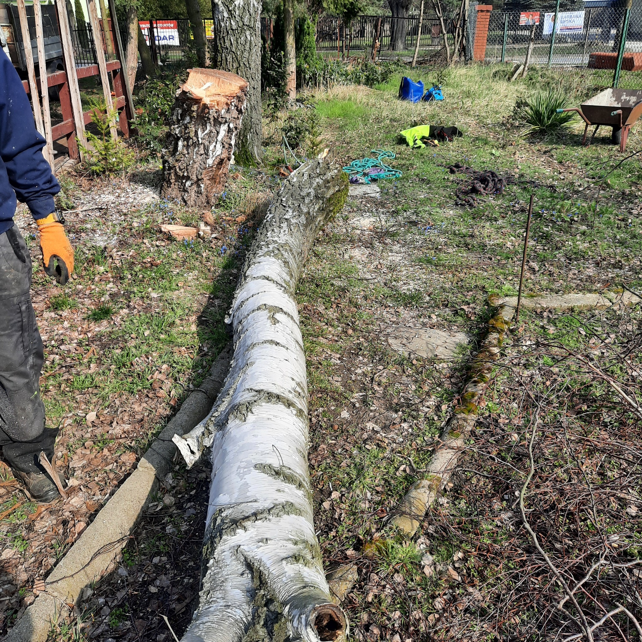 Ścięta brzoza leżąca na trawie obok pnia, widoczne narzędzia i liny, pracownik w rękawicach ochronnych w tle.