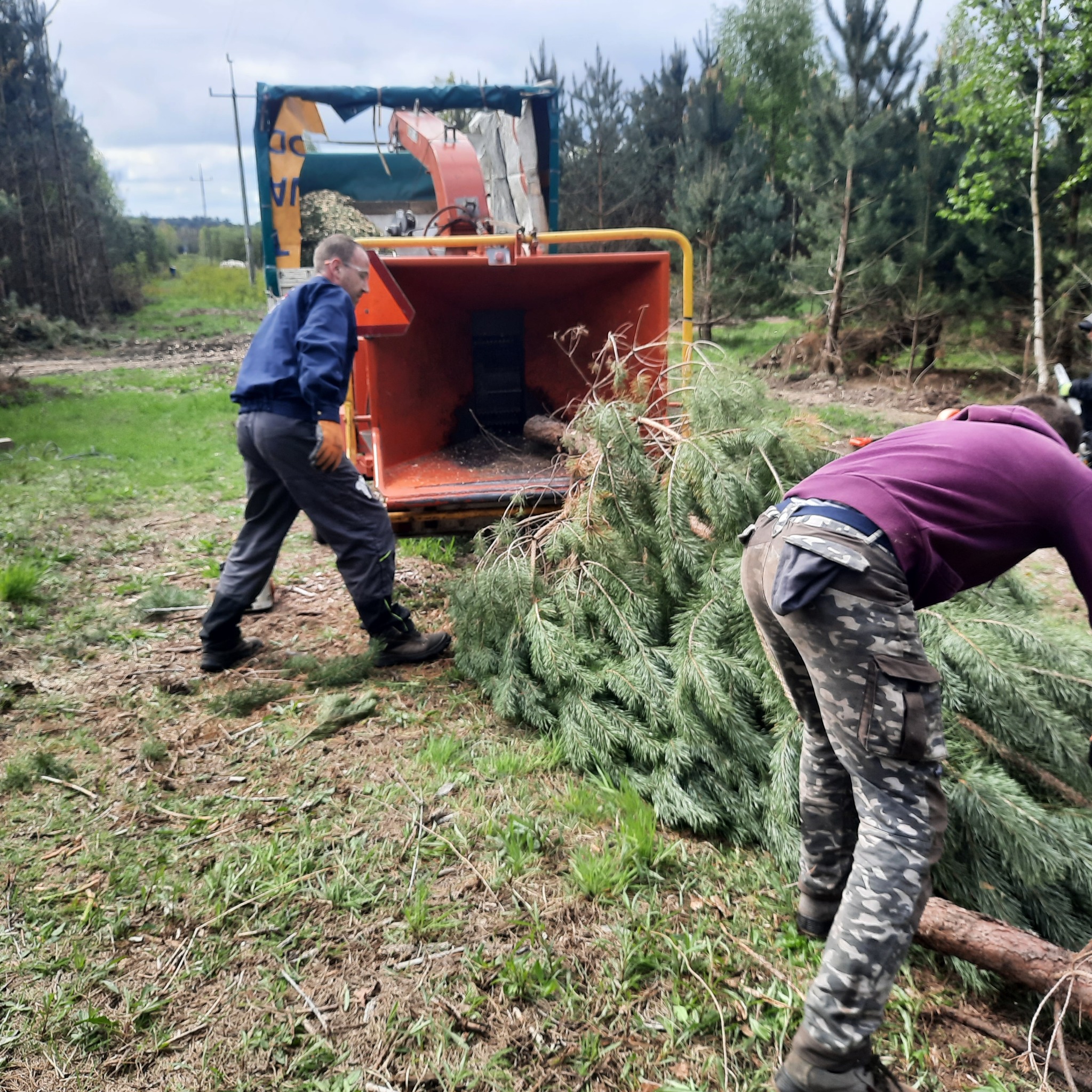 Dwóch mężczyzn wrzuca gałęzie drzew iglastych do pomarańczowego rębaka do drewna na tle lasu.
