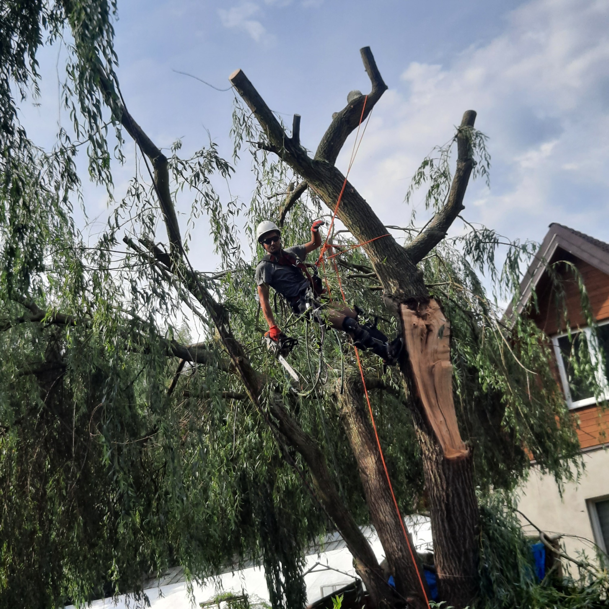 Arborysta w uprzęży, z piłą łańcuchową, przywiązany do częściowo ogołoconej z gałęzi, dużej, płaczącej wierzby, na tle błękitnego nieba i zabudowań mieszkalnych.