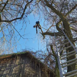 Wycinka drzew metodą alpinistyczną