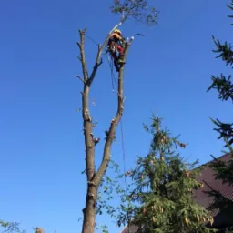 Arborysta w kasku i uprzęży, przycina wysokie drzewo z użyciem liny i piły łańcuchowej na tle błękitnego nieba.