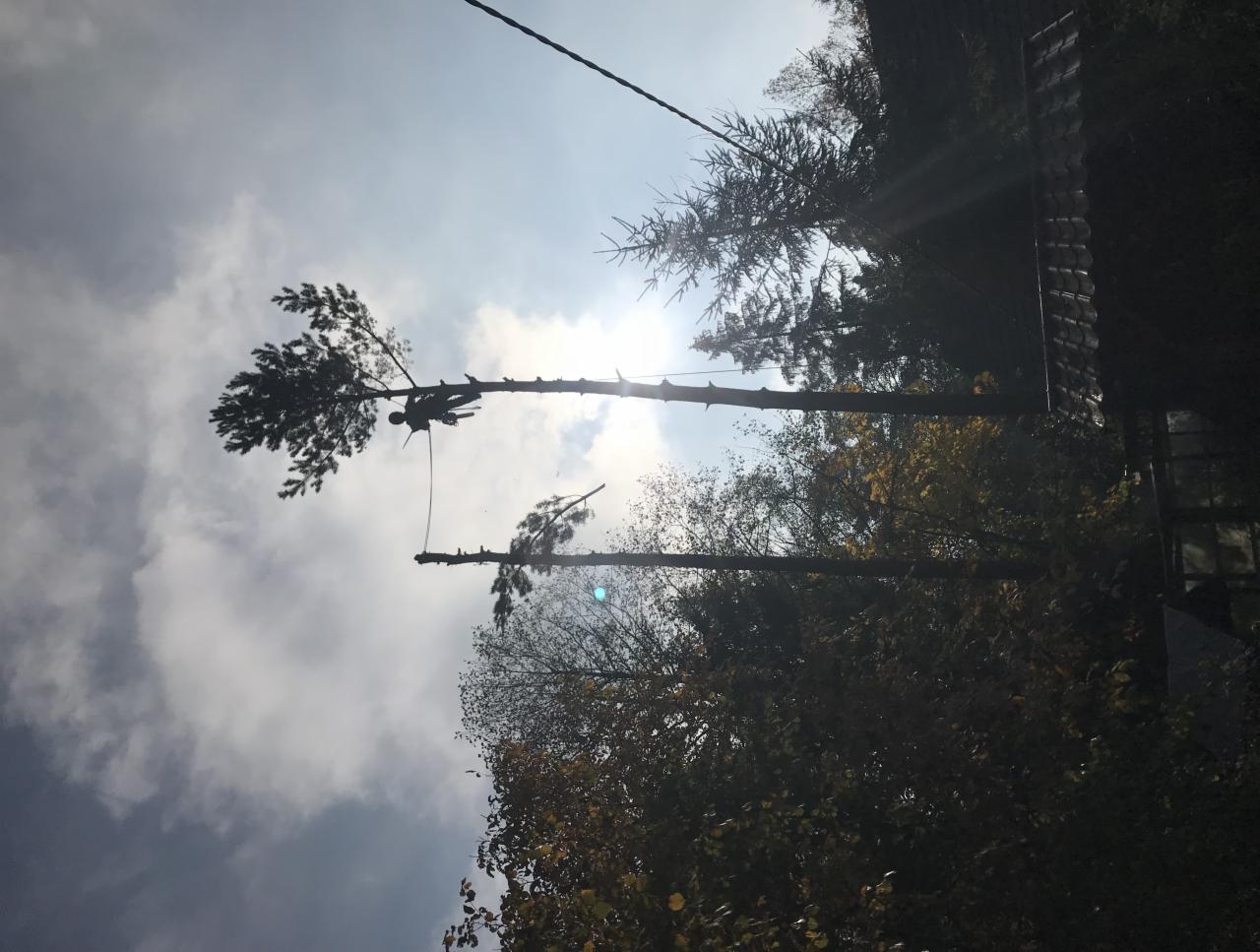 Arborysta w uprzęży, przycina wysokie drzewo iglaste na tle zachmurzonego nieba i słońca, widoczne odcięte gałęzie.