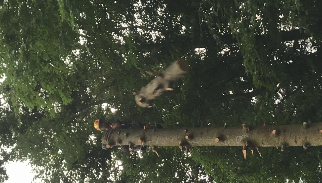 Arborysta w kasku, na ściętym pniu drzewa, odcina gałąź spadającą w dół, widok od dołu.