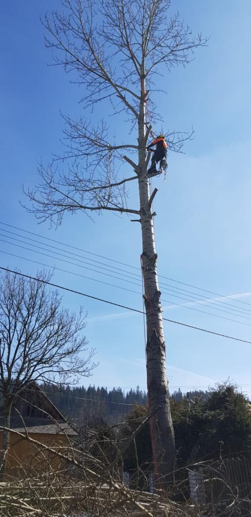 Arborysta w pomarańczowej kurtce, zabezpieczony linami, przycina wysokie drzewo z gołymi gałęziami; na ziemi stos pociętych gałęzi.
